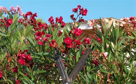 How To Prune Oleander Nerium In 4 Steps Uk