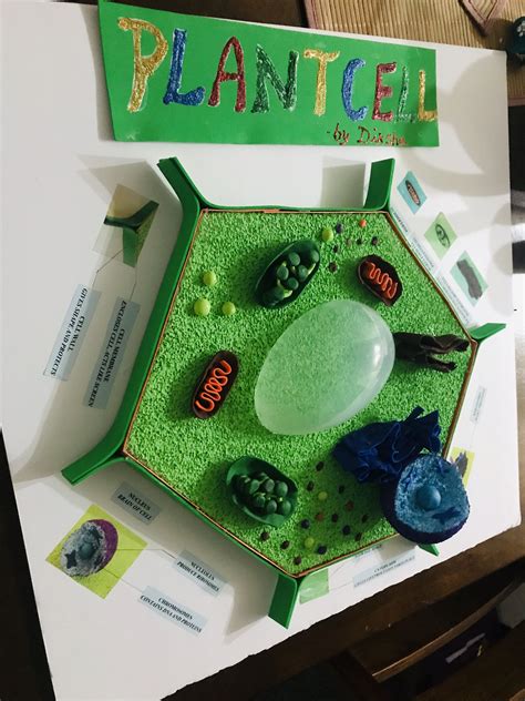 Create A 3d Plant Cell Model With Youtube A Fun And Educational