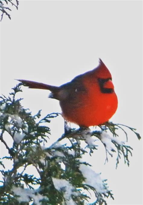 Cardinal On Snowy Branch~cl Bird Photo Beautiful Birds Cardinal Birds