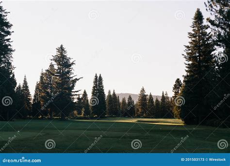 Sunlit Spruces Stock Photos Free And Royalty Free Stock Photos From