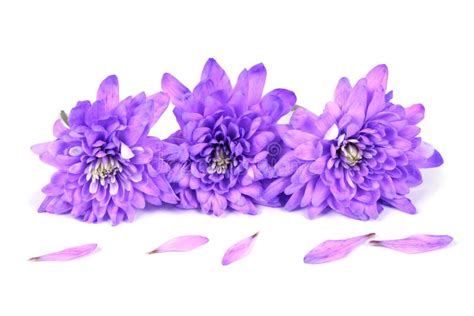 Purple Chrysanthemum Flower Chrysanthemum Indicum Isolated On White