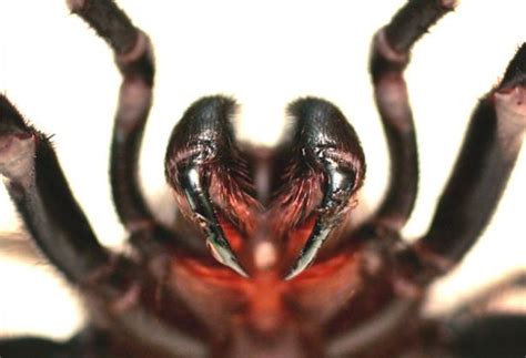 What's recommended practice if i find a black widow spider in the yard, hiding under the big ugly fake fiberglass rock over our well head? Killer funnel-web spiders invade Sydney - Desdemona Despair