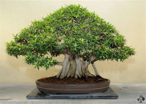 Orientações De Cuidados Para Bonsai De Figueira Ficus Retusa Ginseng