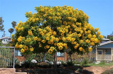 10 Most Common Flowering Trees In San Diego Tree Service