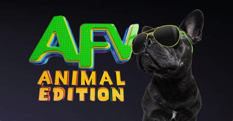 Americas Funniest Home Videos Animal Edition Full Episodes Watch Online
