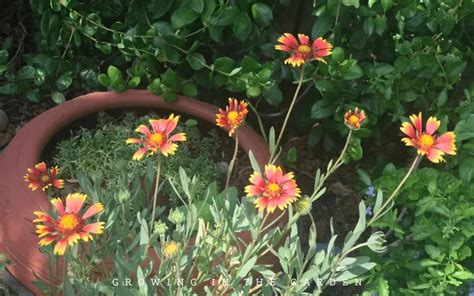 How To Grow Gaillardia Blanket Flower Growing In The Garden