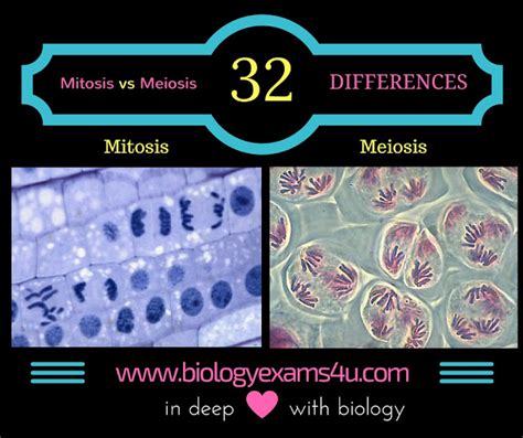 Difference Between Mitosis And Meiosis 32 Differences Biology Exams 4 U