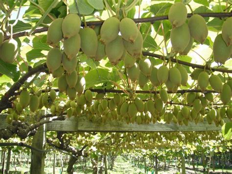 How To Grow Kiwis Complete Guide On Kiwi Cultivation Complete Gardering