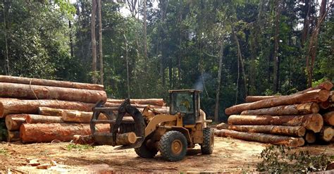 Cameroon Government Approves Industrial Exploitation Of Ebo Forest
