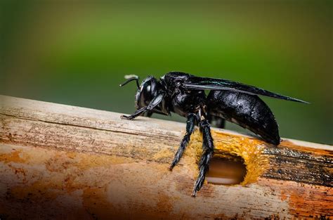 They are very important to us and the world and they are threatened with extinction around the globe. 1. Carpenter Bee Spray