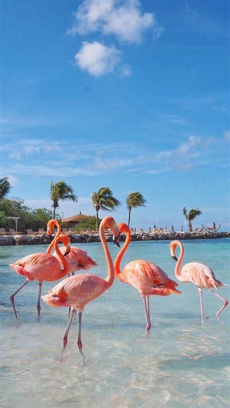 Flamingos Flamingo Pictures Cute Wallpaper Backgrounds Ocean Wallpaper