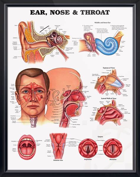 Ear Nose And Throat Connection Diagram Wiring Diagram