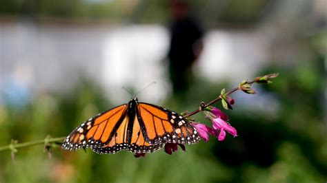 Californias Monarch Butterfly Population Is ‘disturbingly Low
