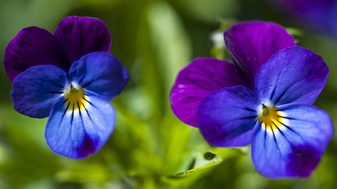 Photos Viola Tricolor Flower Closeup 1920x1080