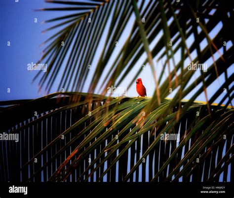 Northern Cardinal In Palm Tree Kauai Hawaii Stock Photo Alamy