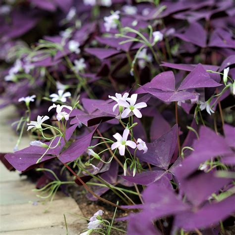 Oxalis Triangularis Purple Shamrock Easy To Grow Bulbs