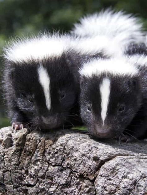 4 Super Adorable Baby Skunk Pictures And Facts Az Animals