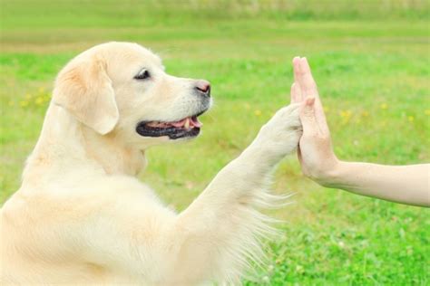 How To Teach Your Dog To Give High Fives And Other Fun Tricks Woofin