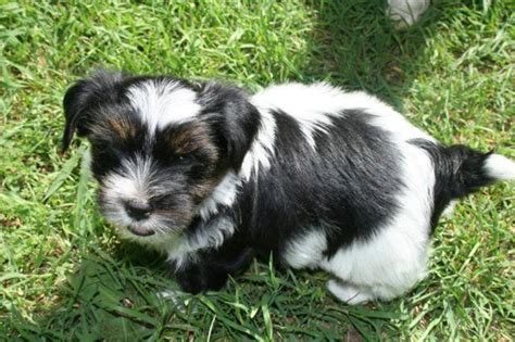 Yorkie Akc Black And White Parti Male For Sale In Houston Texas
