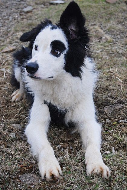 Puppy Dog Black And White Spots Floppy Ears So Cute Adorable