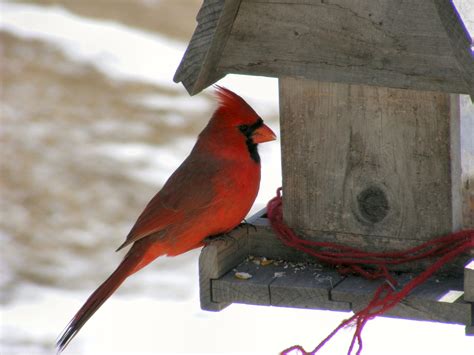 Birdhouse For Cardinals