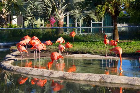 Zoo Miami Aims To Bring Flamingos Back To Florida