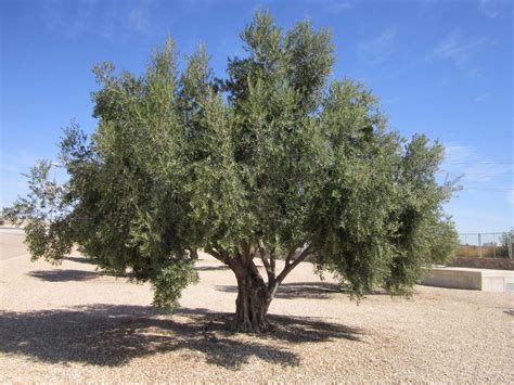 Información Sobre El árbol De Olivo
