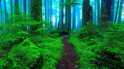 Green Forest Wallpapers 4k Hd Green Forest Backgrounds On Wallpaperbat