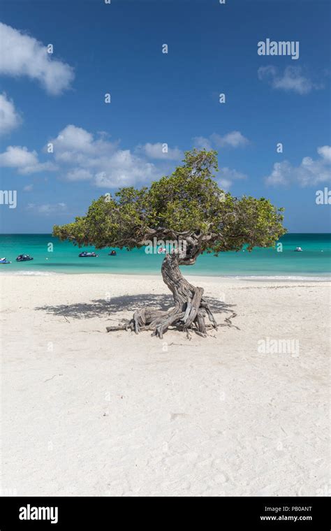 Famous Divi Divi Tree On Eagle Beach Aruba Caribbean Stock Photo Alamy