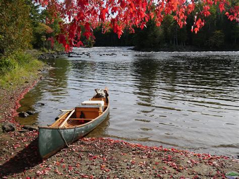 Wood Canvas Canoe And Fall Foliage