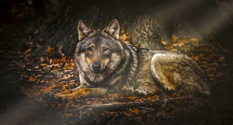 Animal Wolf Hd Wallpaper