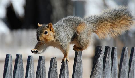A Squirrel Walks On The Fence Wallpapers Hd Desktop And