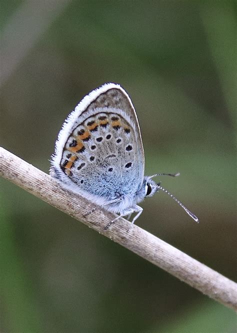 Silver Studded Blue Studland Heath Dorset Butterflies
