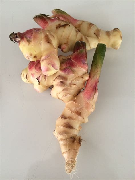 Growing Ginger Root In North Florida Gardening In The Panhandle
