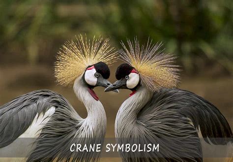 Crane Symbolism Symbols And Meanings Of The Crane A Comprehensive Guide