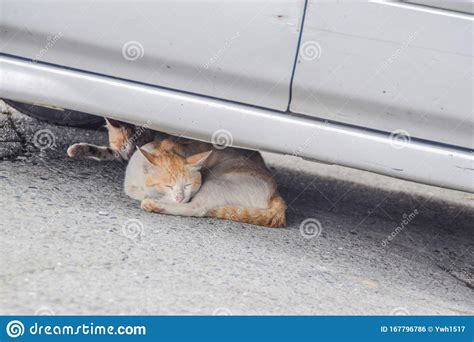 Two Cute Cats Lying Under A Car Stock Photo Image Of