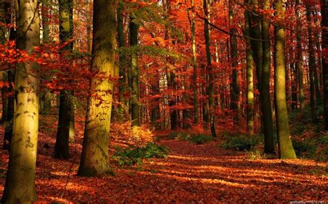 Autumn Bing Images Autumnfall Foliage And Trees Pinterest Red