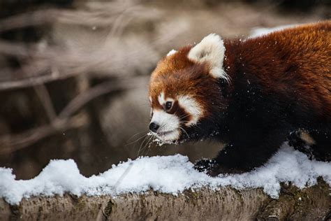 Red Pandas Snow Via Lincoln Park Zoochris Bijalba Red Panda Panda