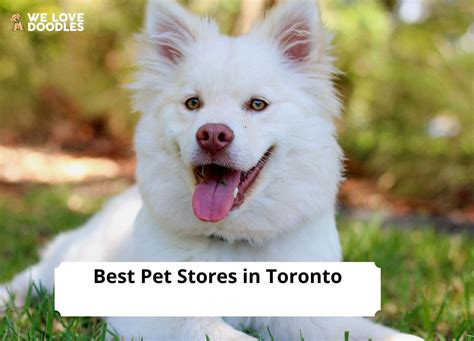 16 Best Pet Stores In Toronto 2022 We Love Doodles