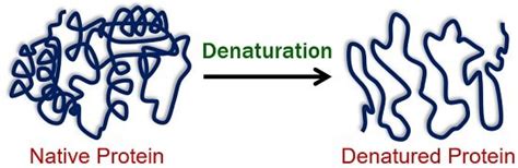 Protein Denaturation By Heat Definition Examples Mechanism