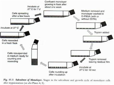 Growth kinetics in animal cell culture. Animal cell lines culturing