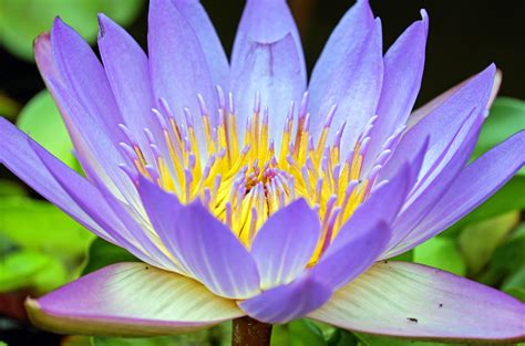 Water Lily 4k Ultra Hd Wallpaper Background Image 4896x3236