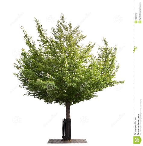 Beautifull Green Tree On A White Background In High Definition Stock