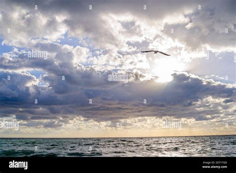Florida Atlantic Ocean Water Clouds Sunrise Sun Sea Gull Sky Hi Res