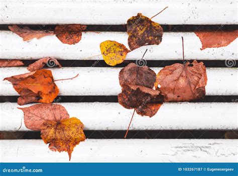 Fallen Autumn Leaves Lay On White Bench Stock Image Image Of Fallen