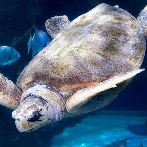 Dive Into The Virginia Aquarium And Marine Science Center Stayva