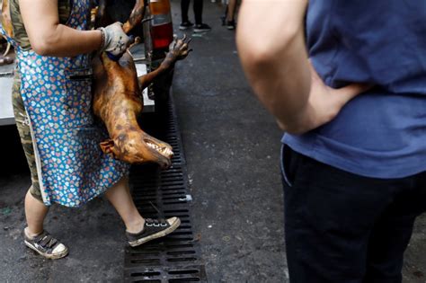 Home Of Chinas Dog Meat Festival Defiant Amid Outcry Sapeople