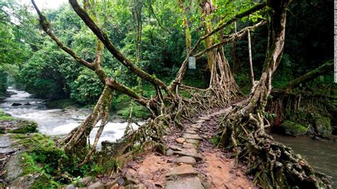 Indias Meghalaya Living Root Bridges Get Stronger As The Trees Grow