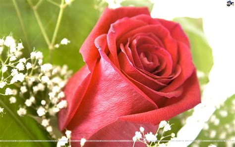 Beautiful Different Rose Flowers My Wallpapers