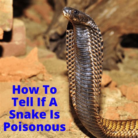 How To Tell If A Snake Is Poisonous Identify Venomous Snakes